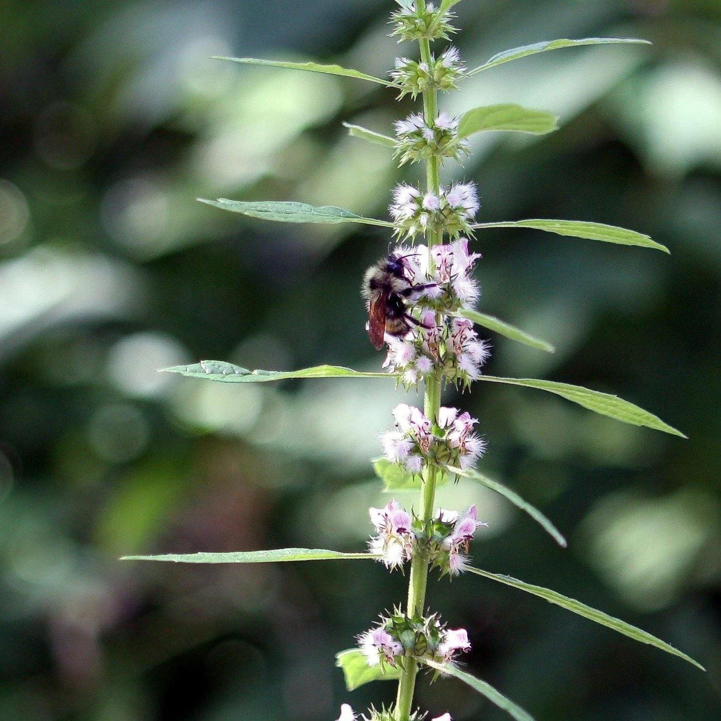FuturePlanter Herzgespann (Leonurus Cardiaca) Alle Pflanzen Im Shop 3 FuturePlanter Herzgespann (Leonurus Cardiaca) Alle Pflanzen Im Shop
