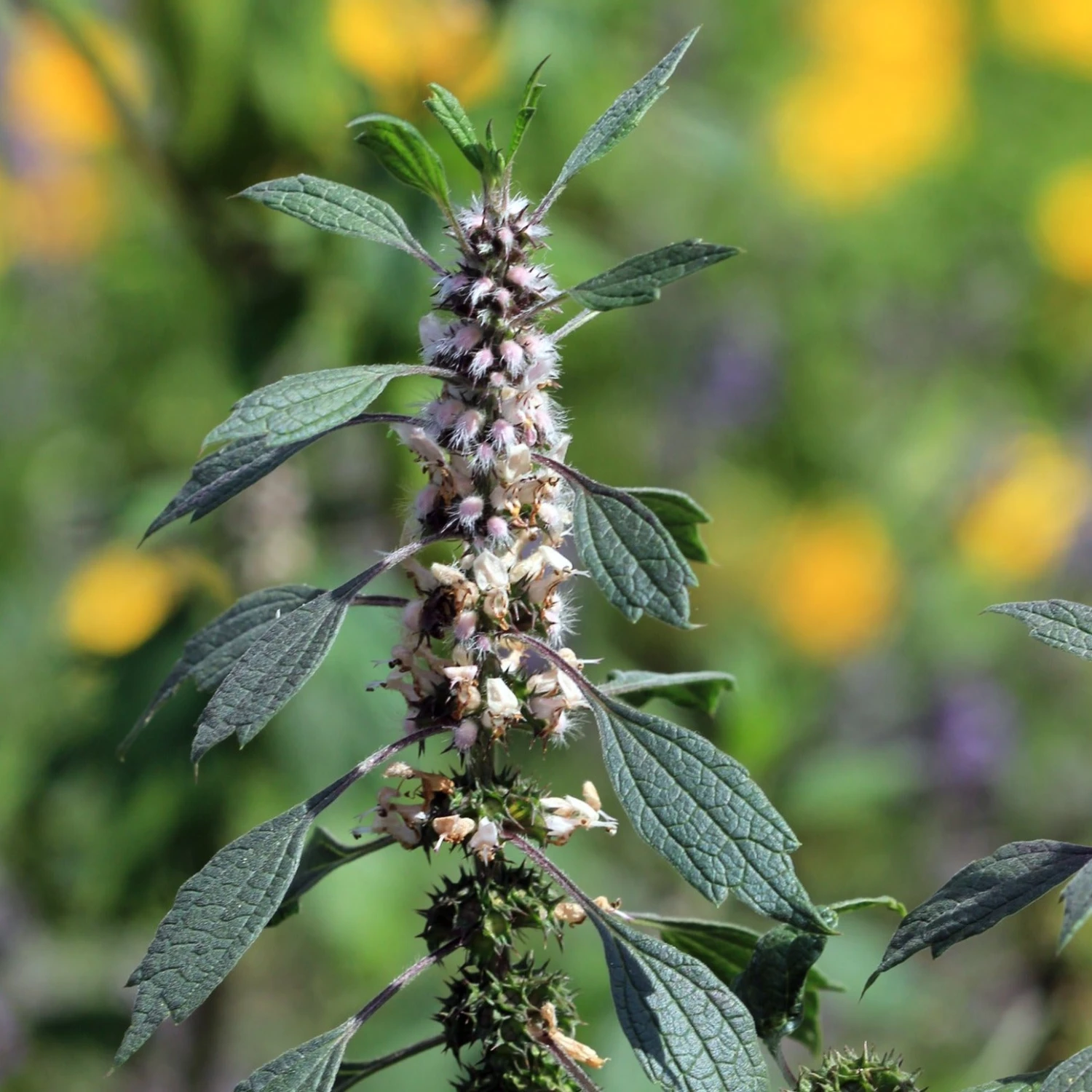 FuturePlanter Herzgespann (Leonurus Cardiaca) Alle Pflanzen Im Shop 6 FuturePlanter Herzgespann (Leonurus Cardiaca) Alle Pflanzen Im Shop