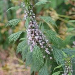 FuturePlanter Herzgespann (Leonurus Cardiaca) Alle Pflanzen Im Shop 14 FuturePlanter Herzgespann (Leonurus Cardiaca) Alle Pflanzen Im Shop