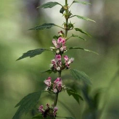 FuturePlanter Herzgespann (Leonurus Cardiaca) Alle Pflanzen Im Shop