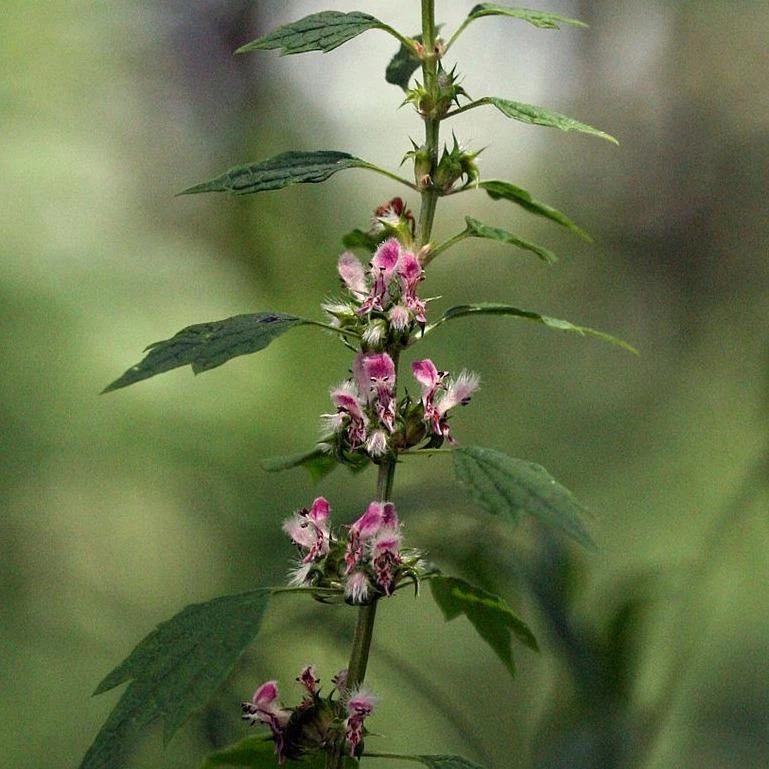 FuturePlanter Herzgespann (Leonurus Cardiaca) Alle Pflanzen Im Shop 2 FuturePlanter Herzgespann (Leonurus Cardiaca) Alle Pflanzen Im Shop