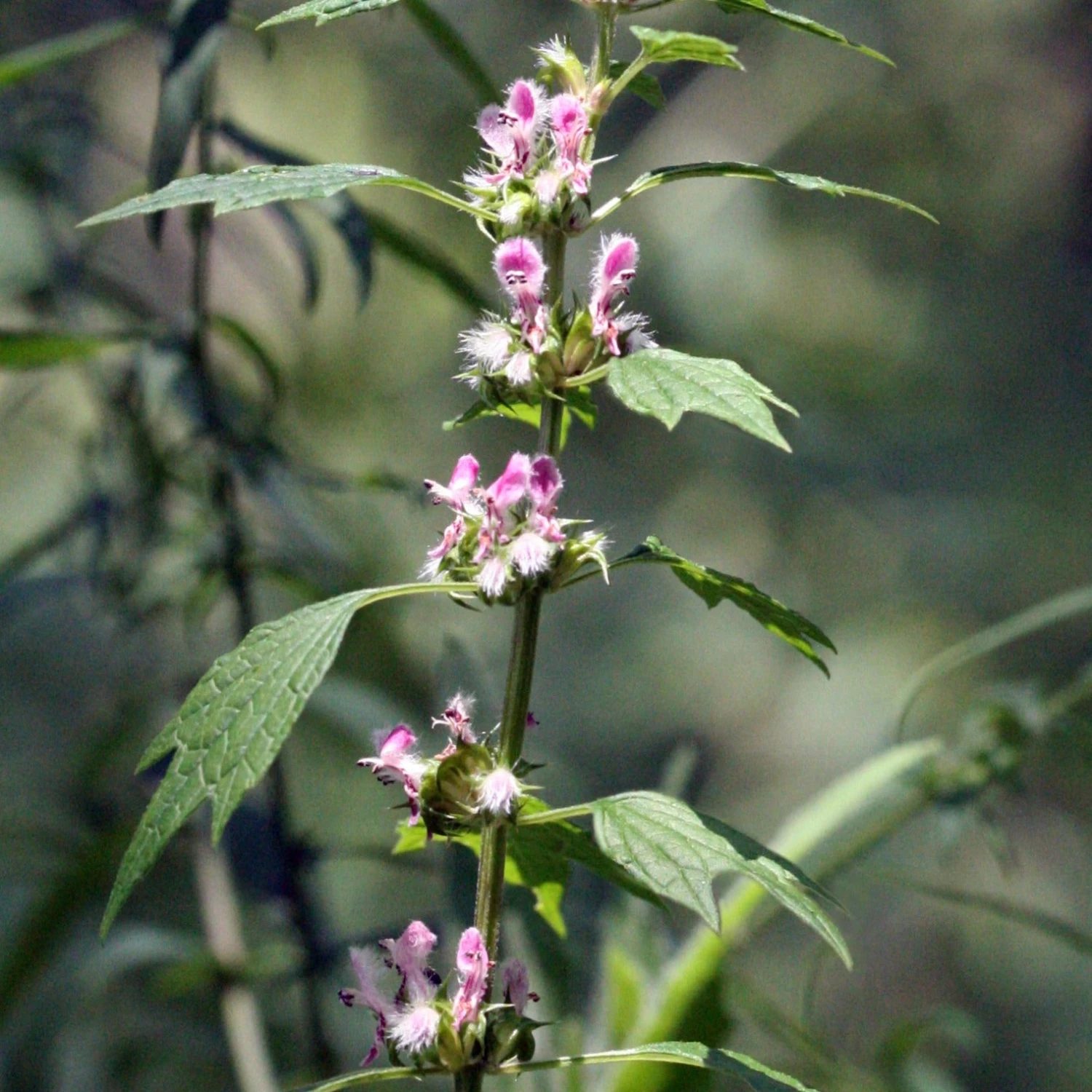 FuturePlanter Herzgespann (Leonurus Cardiaca) Alle Pflanzen Im Shop 5 FuturePlanter Herzgespann (Leonurus Cardiaca) Alle Pflanzen Im Shop