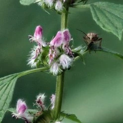 FuturePlanter Herzgespann (Leonurus Cardiaca) Alle Pflanzen Im Shop