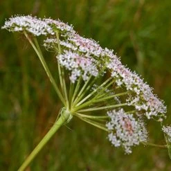 FuturePlanter Alle Pflanzen Im Shop Hirschwurz (Peucedanum Cervaria) 14 FuturePlanter Alle Pflanzen Im Shop Hirschwurz (Peucedanum Cervaria)