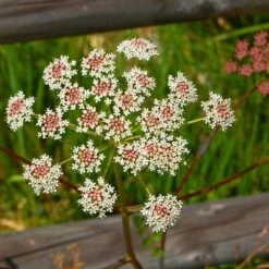 FuturePlanter Alle Pflanzen Im Shop Hirschwurz (Peucedanum Cervaria)