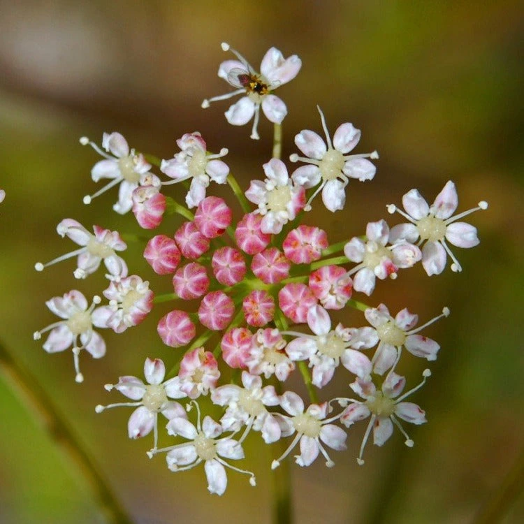 FuturePlanter Alle Pflanzen Im Shop Hirschwurz (Peucedanum Cervaria) 1 FuturePlanter Alle Pflanzen Im Shop Hirschwurz (Peucedanum Cervaria)