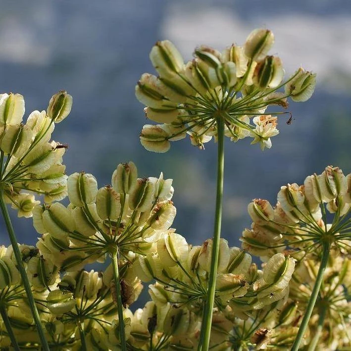 FuturePlanter Alle Pflanzen Im Shop Hirschwurz (Peucedanum Cervaria) 5 FuturePlanter Alle Pflanzen Im Shop Hirschwurz (Peucedanum Cervaria)