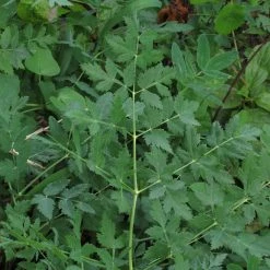 FuturePlanter Alle Pflanzen Im Shop Hirschwurz (Peucedanum Cervaria) 15 FuturePlanter Alle Pflanzen Im Shop Hirschwurz (Peucedanum Cervaria)