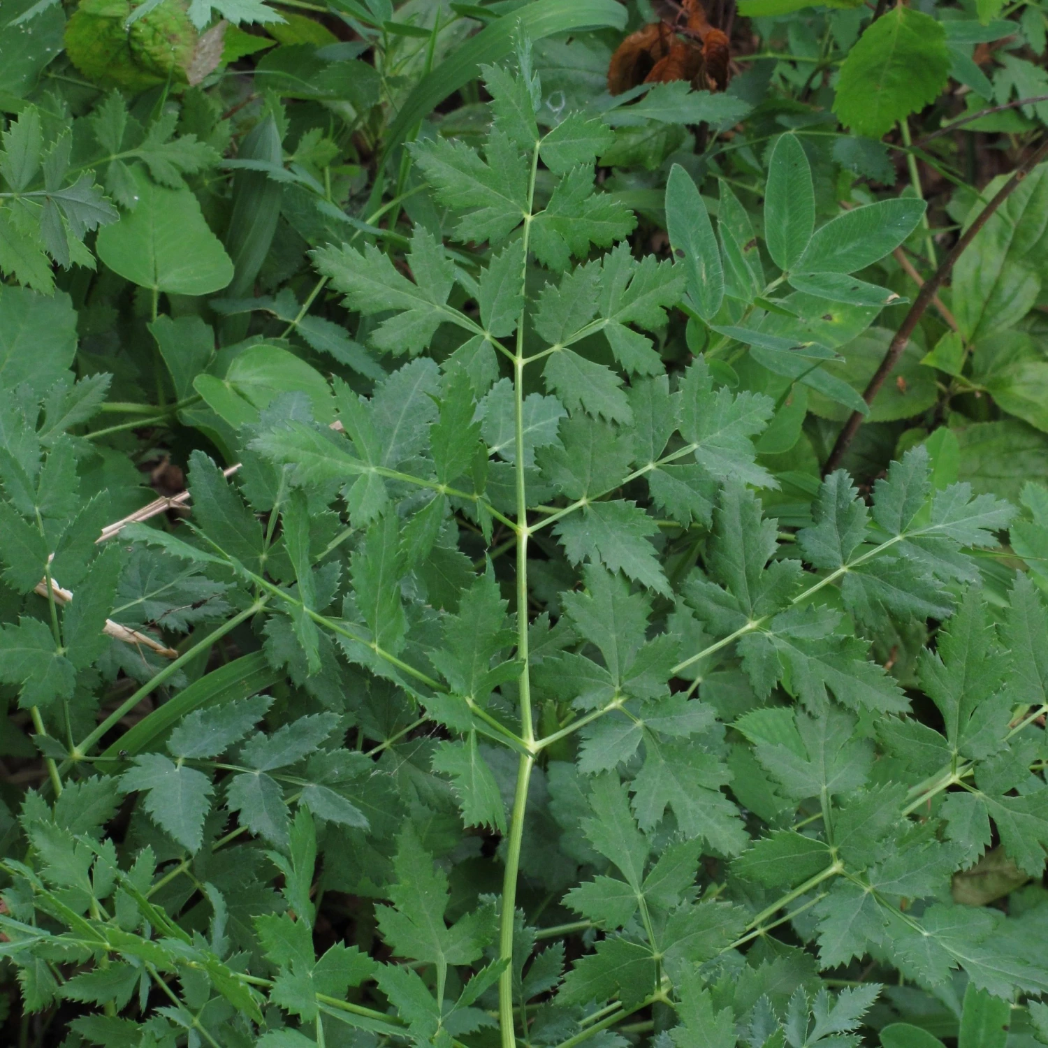 FuturePlanter Alle Pflanzen Im Shop Hirschwurz (Peucedanum Cervaria) 8 FuturePlanter Alle Pflanzen Im Shop Hirschwurz (Peucedanum Cervaria)