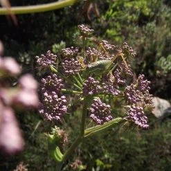 FuturePlanter Alle Pflanzen Im Shop Hirschwurz (Peucedanum Cervaria) 13 FuturePlanter Alle Pflanzen Im Shop Hirschwurz (Peucedanum Cervaria)