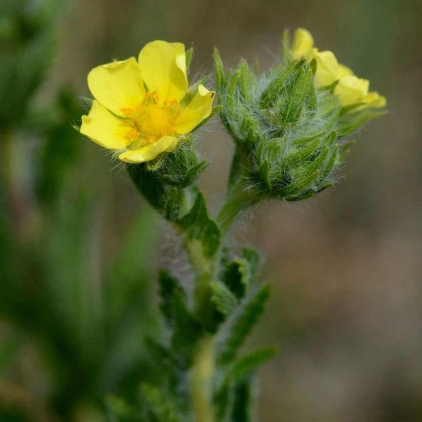 FuturePlanter Hohes Fingerkraut (Potentilla Recta) Alle Pflanzen Im Shop 1 FuturePlanter Hohes Fingerkraut (Potentilla Recta) Alle Pflanzen Im Shop