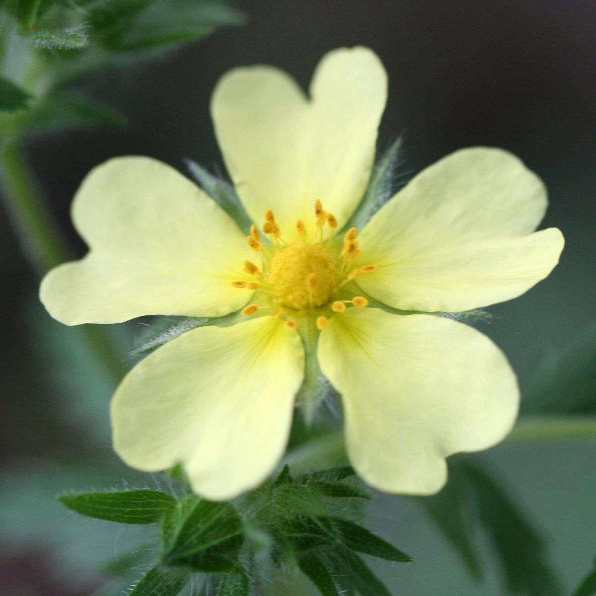 FuturePlanter Hohes Fingerkraut (Potentilla Recta) Alle Pflanzen Im Shop 7 FuturePlanter Hohes Fingerkraut (Potentilla Recta) Alle Pflanzen Im Shop