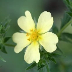 FuturePlanter Hohes Fingerkraut (Potentilla Recta) Alle Pflanzen Im Shop 12 FuturePlanter Hohes Fingerkraut (Potentilla Recta) Alle Pflanzen Im Shop