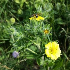 FuturePlanter Hohes Fingerkraut (Potentilla Recta) Alle Pflanzen Im Shop