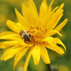 FuturePlanter Wiesen-Bocksbart (Tragopogon Pratensis) Alle Pflanzen Im Shop 11 FuturePlanter Wiesen-Bocksbart (Tragopogon Pratensis) Alle Pflanzen Im Shop