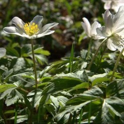 FuturePlanter Buschwindröschen (Anemone Nemorosa) 13 FuturePlanter Buschwindröschen (Anemone Nemorosa)