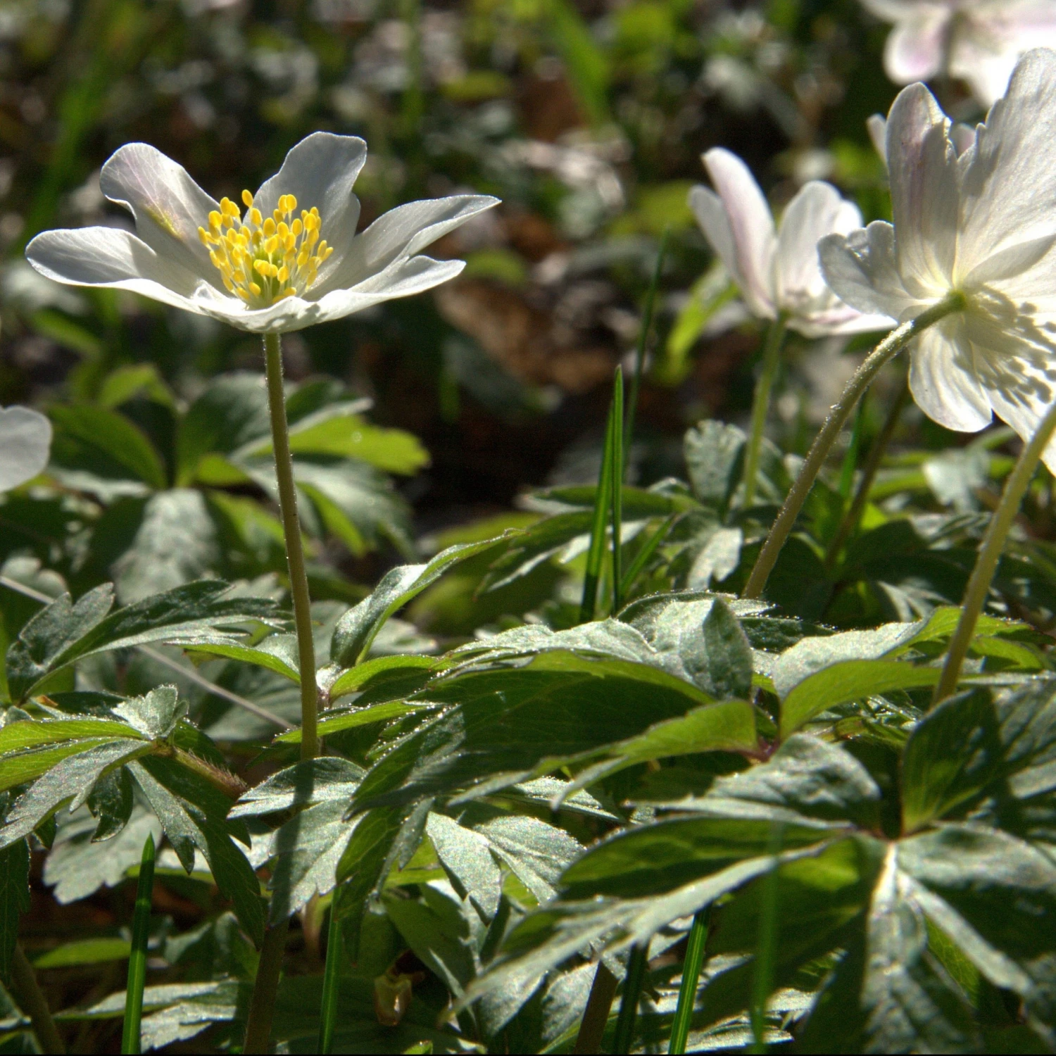 FuturePlanter Buschwindröschen (Anemone Nemorosa) 6 FuturePlanter Buschwindröschen (Anemone Nemorosa)