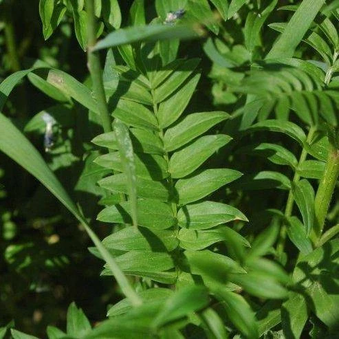FuturePlanter Alle Pflanzen Im Shop Jakobsleiter (Polemonium Caeruleum) 8 FuturePlanter Alle Pflanzen Im Shop Jakobsleiter (Polemonium Caeruleum)
