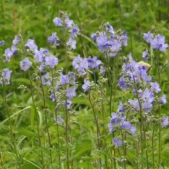 FuturePlanter Alle Pflanzen Im Shop Jakobsleiter (Polemonium Caeruleum) 12 FuturePlanter Alle Pflanzen Im Shop Jakobsleiter (Polemonium Caeruleum)