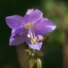 FuturePlanter Alle Pflanzen Im Shop Jakobsleiter (Polemonium Caeruleum)