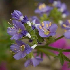 FuturePlanter Alle Pflanzen Im Shop Jakobsleiter (Polemonium Caeruleum)