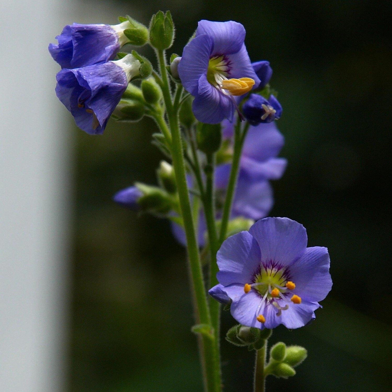 FuturePlanter Alle Pflanzen Im Shop Jakobsleiter (Polemonium Caeruleum) 3 FuturePlanter Alle Pflanzen Im Shop Jakobsleiter (Polemonium Caeruleum)