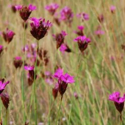 FuturePlanter Alle Pflanzen Im Shop Kartäuser-Nelke (Dianthus Carthusianorum) 10 FuturePlanter Alle Pflanzen Im Shop Kartäuser-Nelke (Dianthus Carthusianorum)