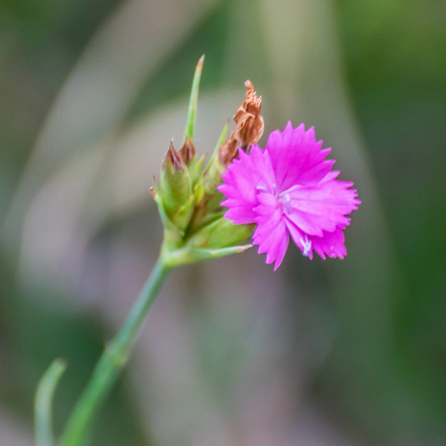 FuturePlanter Alle Pflanzen Im Shop Kartäuser-Nelke (Dianthus Carthusianorum) 7 FuturePlanter Alle Pflanzen Im Shop Kartäuser-Nelke (Dianthus Carthusianorum)