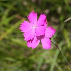 FuturePlanter Alle Pflanzen Im Shop Kartäuser-Nelke (Dianthus Carthusianorum) 13 FuturePlanter Alle Pflanzen Im Shop Kartäuser-Nelke (Dianthus Carthusianorum)