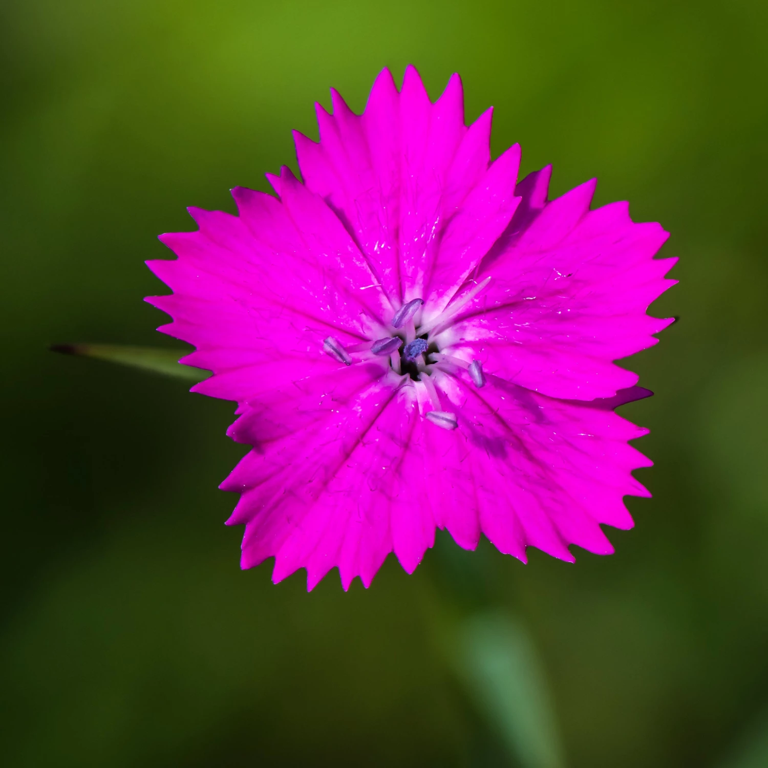 FuturePlanter Alle Pflanzen Im Shop Kartäuser-Nelke (Dianthus Carthusianorum) 1 FuturePlanter Alle Pflanzen Im Shop Kartäuser-Nelke (Dianthus Carthusianorum)