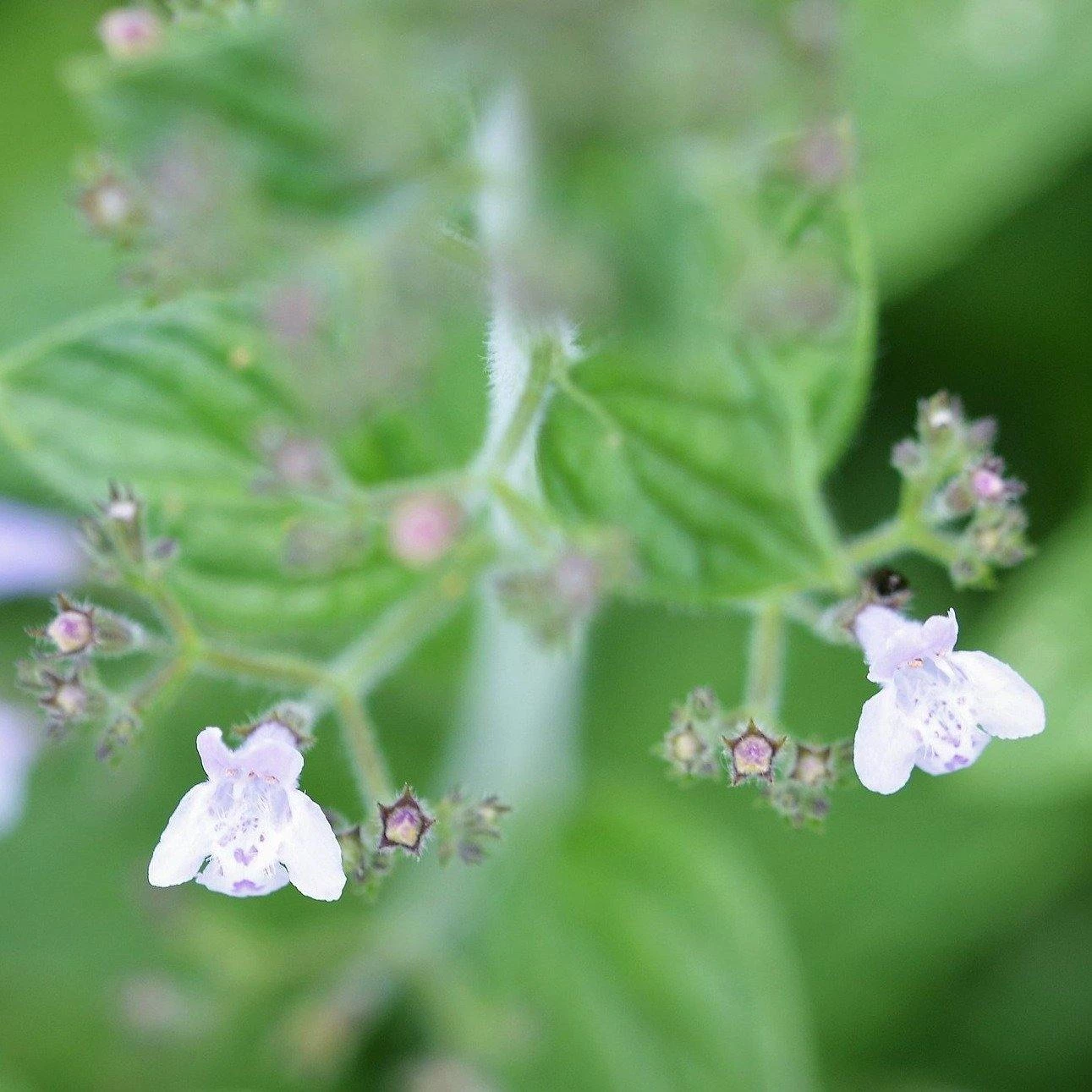 FuturePlanter Kleinblütige Bergminze (Calamintha Nepeta) Alle Pflanzen Im Shop 3 FuturePlanter Kleinblütige Bergminze (Calamintha Nepeta) Alle Pflanzen Im Shop
