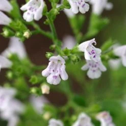 FuturePlanter Kleinblütige Bergminze (Calamintha Nepeta) Alle Pflanzen Im Shop