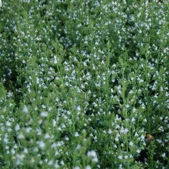 FuturePlanter Kleinblütige Bergminze (Calamintha Nepeta) Alle Pflanzen Im Shop 15 FuturePlanter Kleinblütige Bergminze (Calamintha Nepeta) Alle Pflanzen Im Shop
