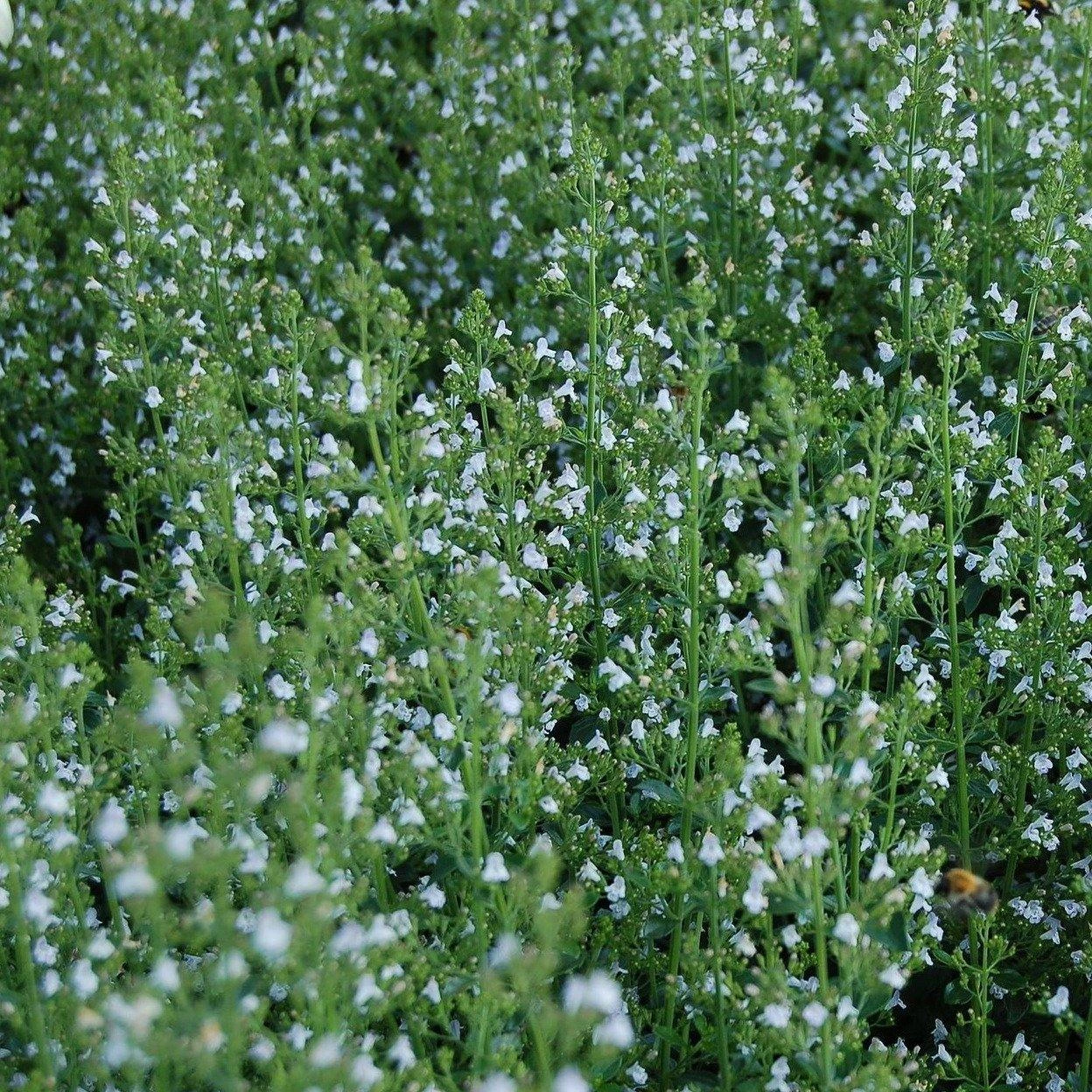 FuturePlanter Kleinblütige Bergminze (Calamintha Nepeta) Alle Pflanzen Im Shop 8 FuturePlanter Kleinblütige Bergminze (Calamintha Nepeta) Alle Pflanzen Im Shop