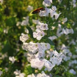 FuturePlanter Kleinblütige Bergminze (Calamintha Nepeta) Alle Pflanzen Im Shop 11 FuturePlanter Kleinblütige Bergminze (Calamintha Nepeta) Alle Pflanzen Im Shop