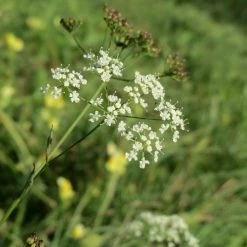 FuturePlanter Kleine Bibernelle (Pimpinella Saxifraga)