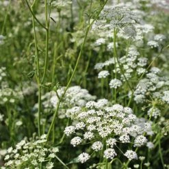 FuturePlanter Kleine Bibernelle (Pimpinella Saxifraga)