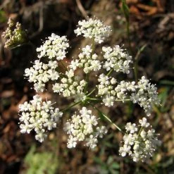 FuturePlanter Kleine Bibernelle (Pimpinella Saxifraga)