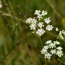 FuturePlanter Kleine Bibernelle (Pimpinella Saxifraga)