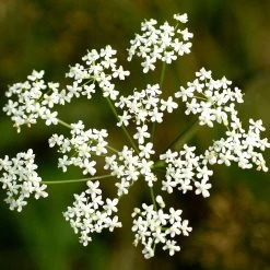 FuturePlanter Kleine Bibernelle (Pimpinella Saxifraga)