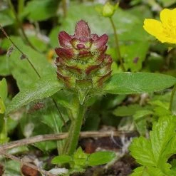 FuturePlanter Kleine Braunelle (Prunella Vulgaris)