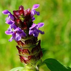 FuturePlanter Kleine Braunelle (Prunella Vulgaris)