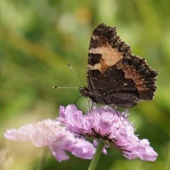 FuturePlanter Tauben-Skabiose (Scabiosa Columbaria) Alle Pflanzen Im Shop
