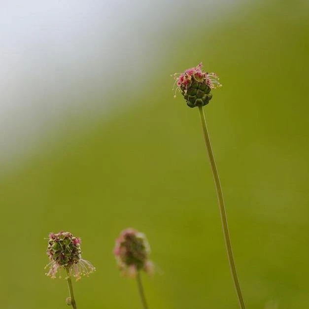 FuturePlanter Alle Pflanzen Im Shop Kleiner Wiesenknopf (Sanguisorba Minor) 4 FuturePlanter Alle Pflanzen Im Shop Kleiner Wiesenknopf (Sanguisorba Minor)