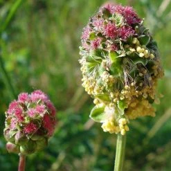 FuturePlanter Alle Pflanzen Im Shop Kleiner Wiesenknopf (Sanguisorba Minor) 7 FuturePlanter Alle Pflanzen Im Shop Kleiner Wiesenknopf (Sanguisorba Minor)
