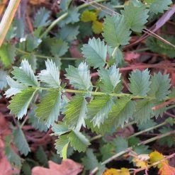FuturePlanter Alle Pflanzen Im Shop Kleiner Wiesenknopf (Sanguisorba Minor) 9 FuturePlanter Alle Pflanzen Im Shop Kleiner Wiesenknopf (Sanguisorba Minor)