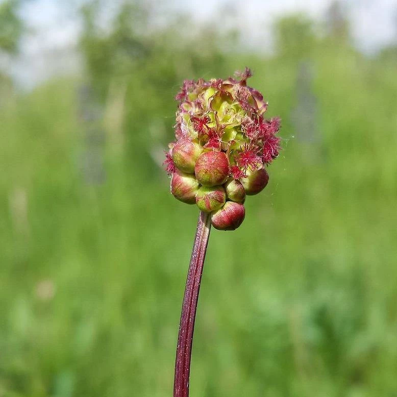 FuturePlanter Alle Pflanzen Im Shop Kleiner Wiesenknopf (Sanguisorba Minor) 2 FuturePlanter Alle Pflanzen Im Shop Kleiner Wiesenknopf (Sanguisorba Minor)