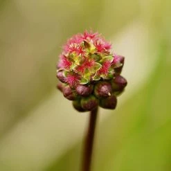 FuturePlanter Alle Pflanzen Im Shop Kleiner Wiesenknopf (Sanguisorba Minor)