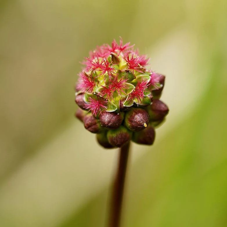 FuturePlanter Alle Pflanzen Im Shop Kleiner Wiesenknopf (Sanguisorba Minor) 1 FuturePlanter Alle Pflanzen Im Shop Kleiner Wiesenknopf (Sanguisorba Minor)