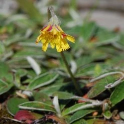 FuturePlanter Kleines Habichtskraut (Hieracium Pilosella) Alle Pflanzen Im Shop